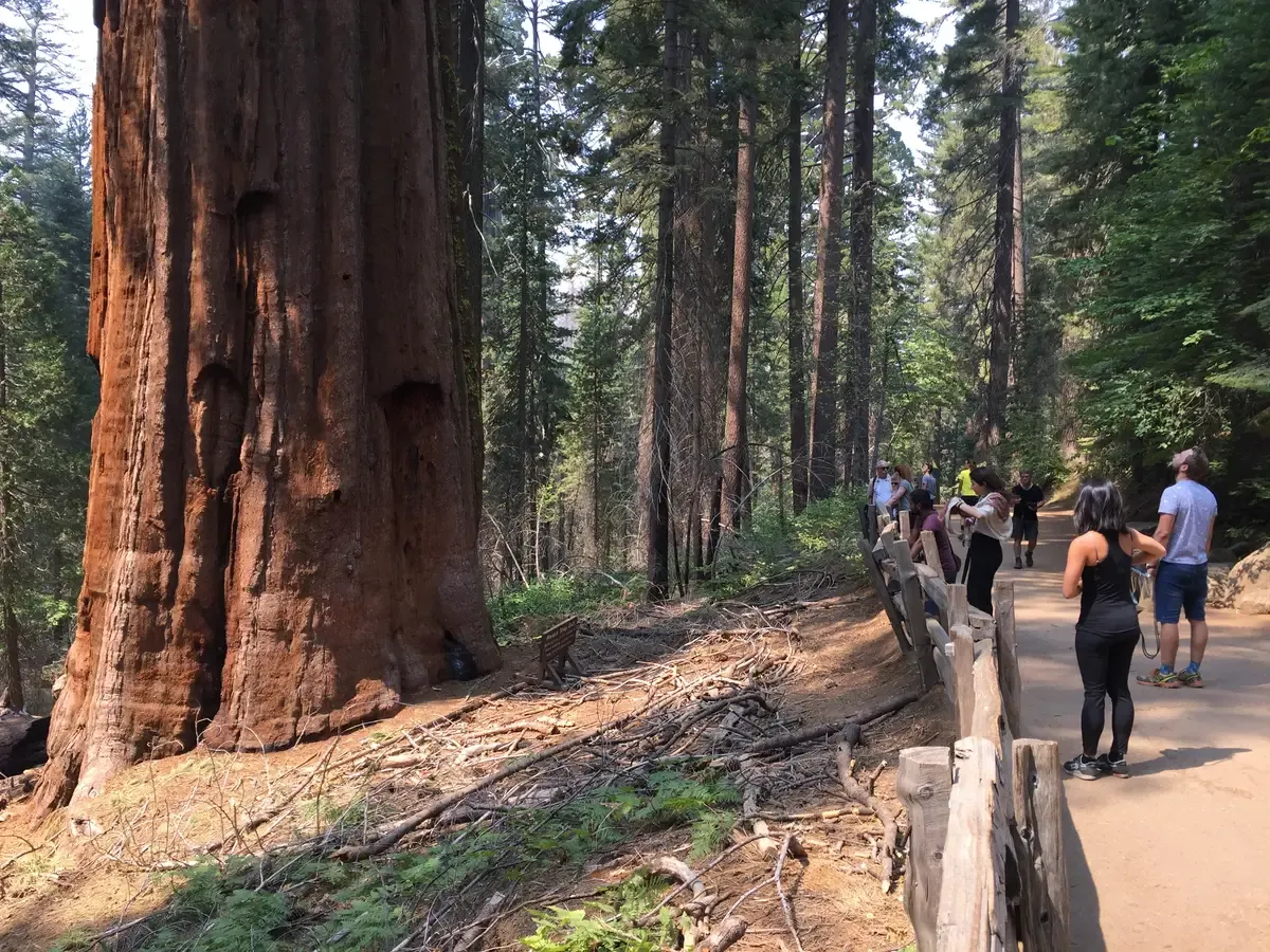 Visitors beside a giant sequoia trunk in Tuolumne Grove on a Yosemite tour from San Francisco, California